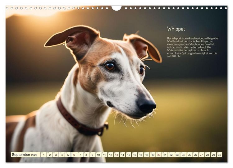 Produktbild: Windhunde im Portrait (Wandkalender 2026 DIN A3 quer), CALVENDO Monatskalender