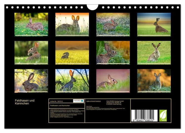 Produktbild: Feldhasen und Kaninchen (Wandkalender 2026 DIN A4 quer), CALVENDO Monatskalender