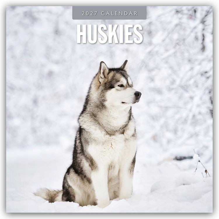 Produktbild: Huskies &ndash; Husky &ndash; Huskys 2027 &ndash; 16-Monatskalender