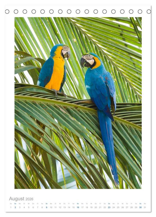 Produktbild: Pantanal &ndash; Einzigartiges Wildlife-Paradies (Tischkalender 2026 DIN A5 hoch), CALVENDO Monatskalender