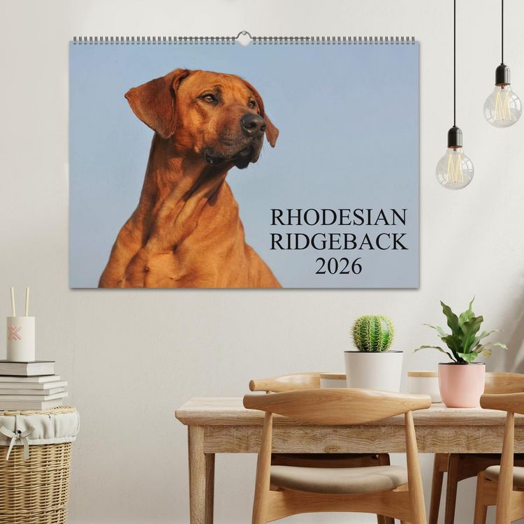 Produktbild: Rhodesian Ridgeback 2026 (Wandkalender 2026 DIN A2 quer), CALVENDO Monatskalender