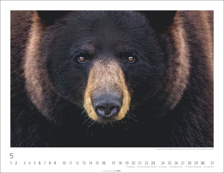 Produktbild: B&auml;ren Kalender 2027
