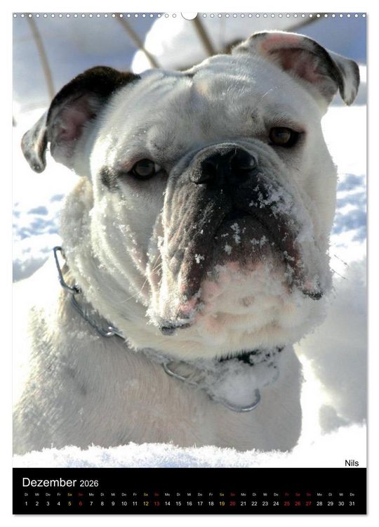 Produktbild: Bulldoggen-Gesichter (hochwertiger Premium Wandkalender 2026 DIN A2 hoch), Kunstdruck in Hochglanz