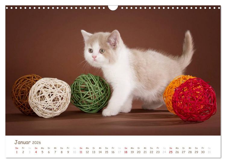 Produktbild: Die Britisch Kurzhaar (Wandkalender 2026 DIN A3 quer), CALVENDO Monatskalender