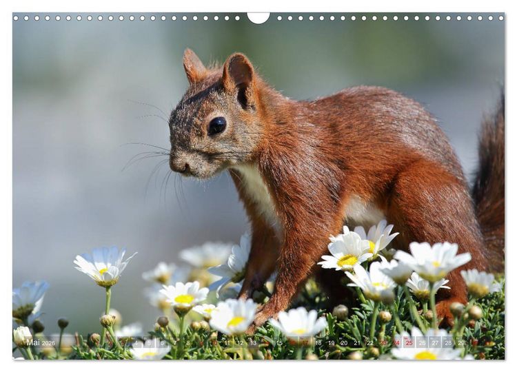 Produktbild: Eichh&ouml;rnchen Momentaufnahmen f&uuml;rs Herz (Wandkalender 2026 DIN A3 quer), CALVENDO Monatskalender