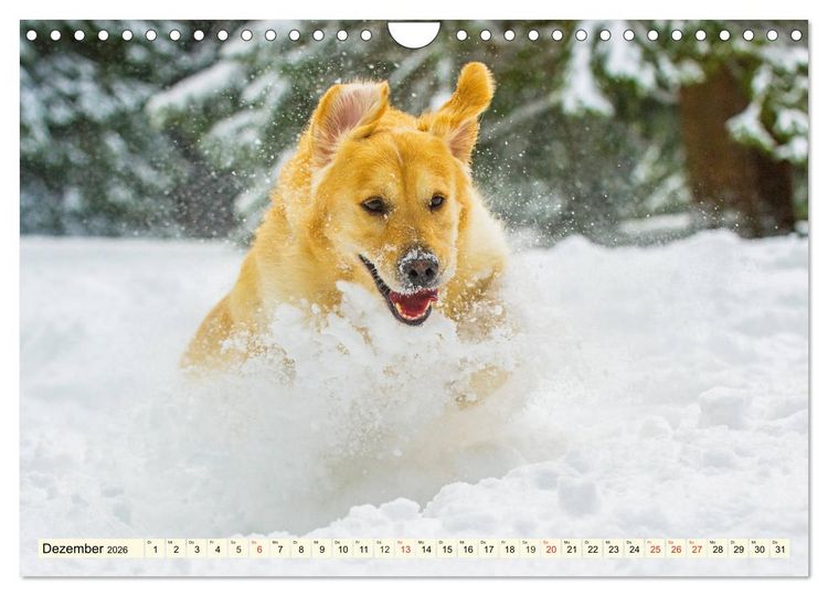Produktbild: Golden Retriever - Freunde auf 4 Pfoten (Wandkalender 2026 DIN A4 quer), CALVENDO Monatskalender