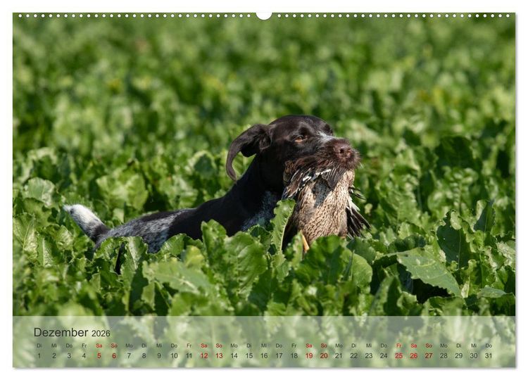Produktbild: Treue Jagdgef&auml;hrten - Der Deutsch Drahthaar (Wandkalender 2026 DIN A2 quer), CALVENDO Monatskalender