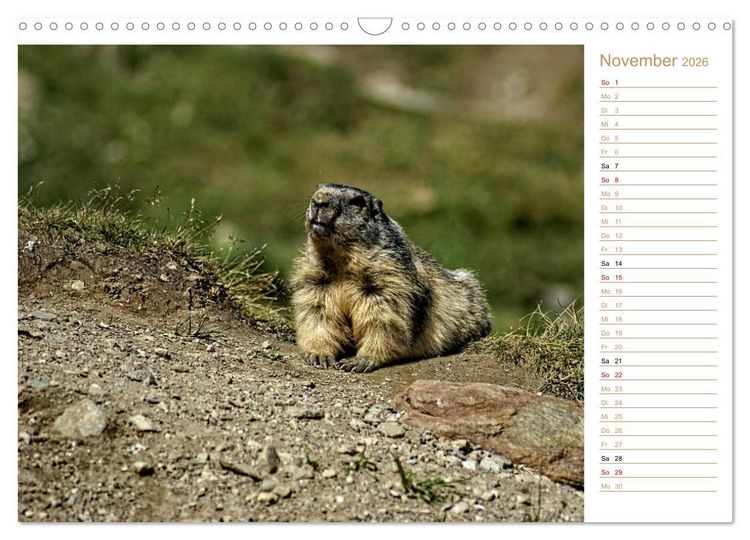 Produktbild: Wildlife - Verspielte Murmeltiere (Wandkalender 2026 DIN A3 quer), CALVENDO Monatskalender