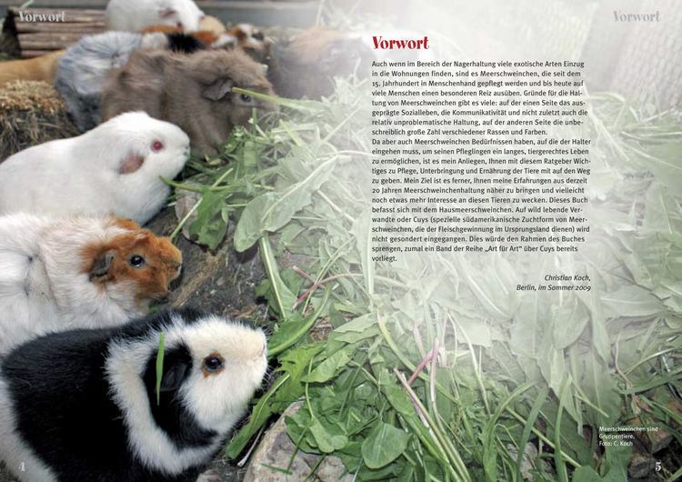 Produktbild: Meerschweinchen