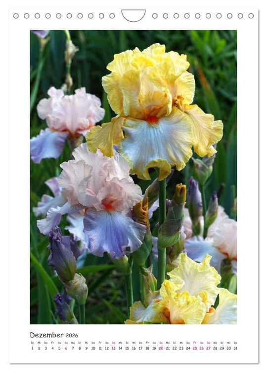 Produktbild: Traumhafte Iris (Wandkalender 2026 DIN A4 hoch), CALVENDO Monatskalender