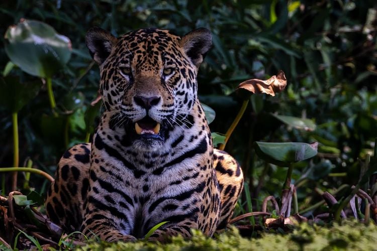 Produktbild: Pantanal