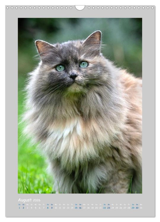 Produktbild: Maincoon & Co. - Rassekatzen mit Klasse (Wandkalender 2026 DIN A3 hoch), CALVENDO Monatskalender