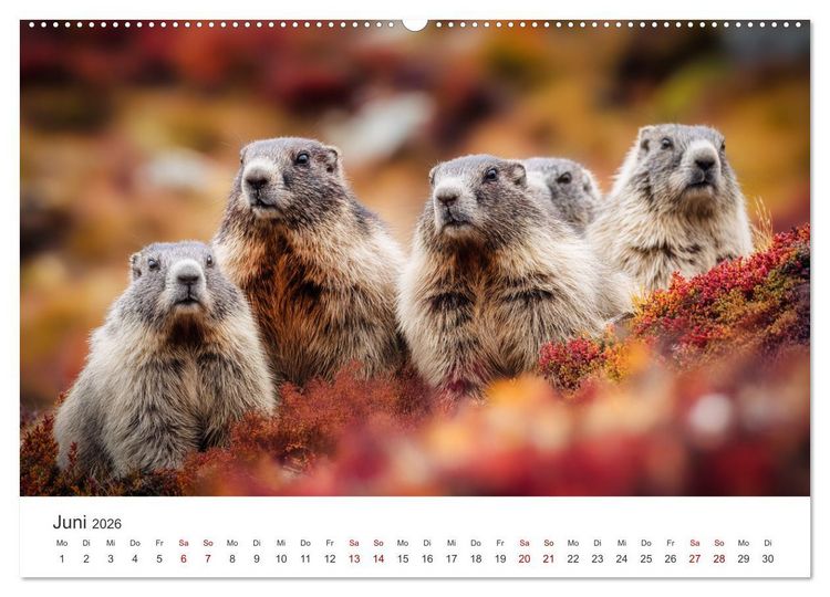 Produktbild: Alpenpl&uuml;sch - Mit Murmeltieren durchs Jahr (hochwertiger Premium Wandkalender 2026 DIN A2 quer), Kunstdruck in Hochglanz