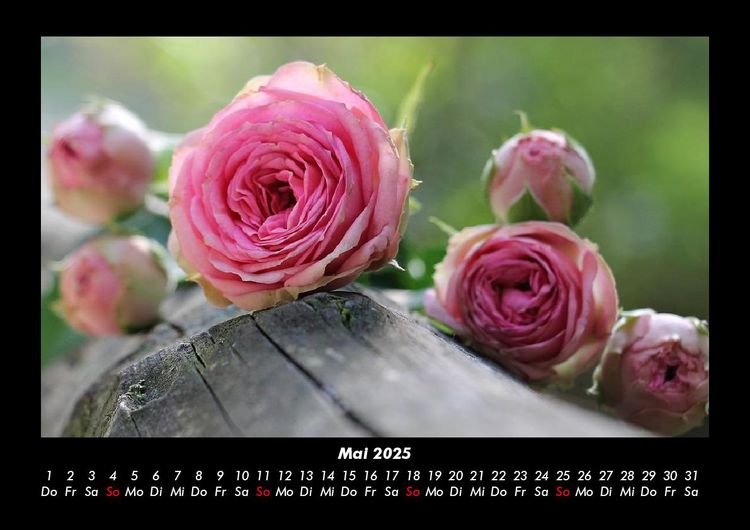 Produktbild: Rosentraum 2025 Fotokalender DIN A3