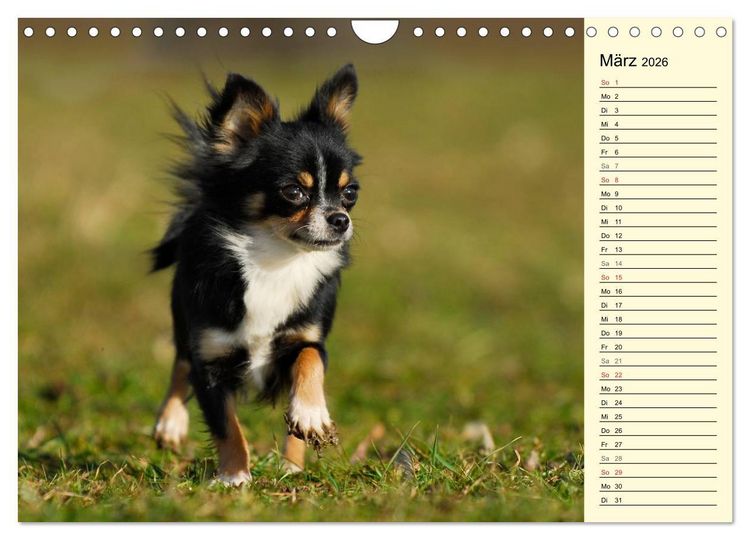 Produktbild: Chihuahua - Kleine Hunde ganz gro&szlig; (Wandkalender 2026 DIN A4 quer), CALVENDO Monatskalender