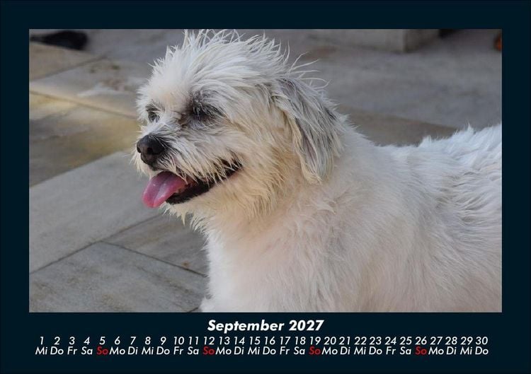 Produktbild: Welt der Tiere 2027 Fotokalender DIN A5