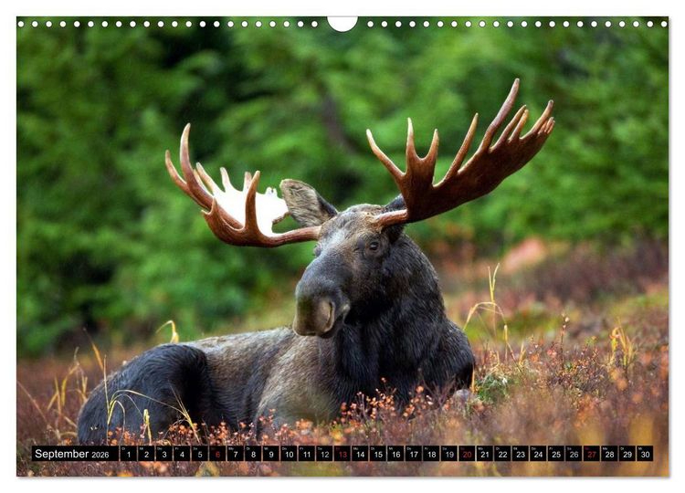 Produktbild: Kanada - Das Paradies f&uuml;r Entdecker (Wandkalender 2026 DIN A3 quer), CALVENDO Monatskalender