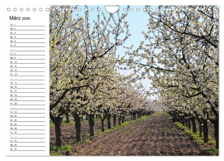 Produktbild: Vier Jahreszeiten im Land Brandenburg (Wandkalender 2026 DIN A4 quer), CALVENDO Monatskalender