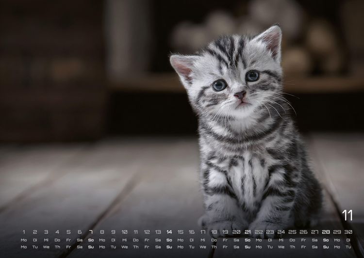 Produktbild: Miau Kids - kleine Tiger ganz gro&szlig; - Der Katzenkalender - 2027 - Kalender DIN A2