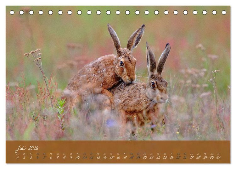 Produktbild: Feldhasen in H&ouml;chstform (Tischkalender 2026 DIN A5 quer), CALVENDO Monatskalender