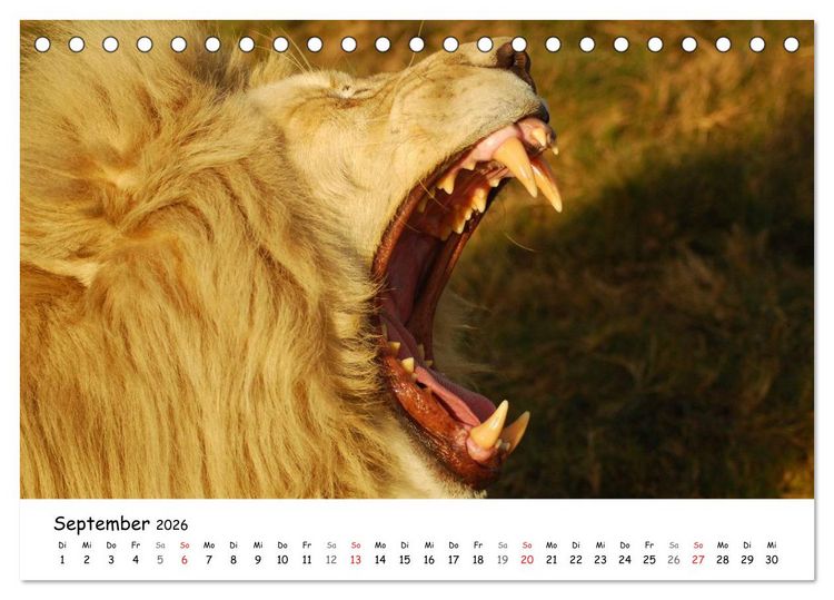 Produktbild: L&ouml;wen Impressionen (Tischkalender 2026 DIN A5 quer), CALVENDO Monatskalender