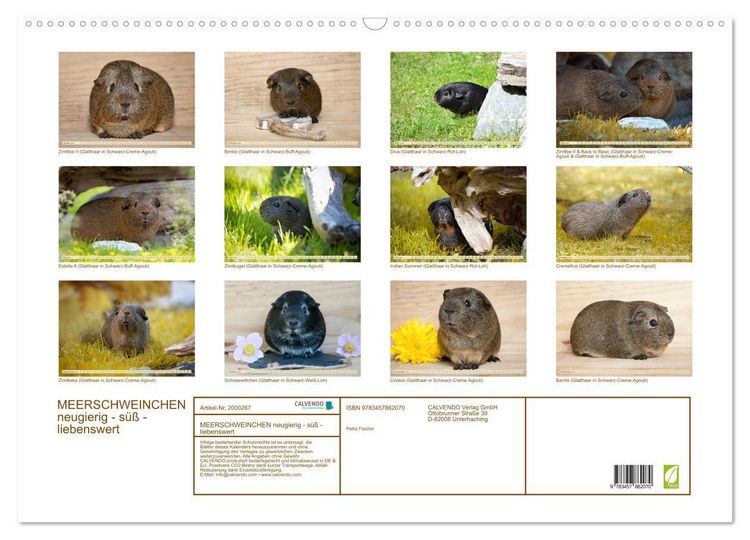 Produktbild: MEERSCHWEINCHEN neugierig - s&uuml;&szlig; - liebenswert (Wandkalender 2026 DIN A2 quer), CALVENDO Monatskalender