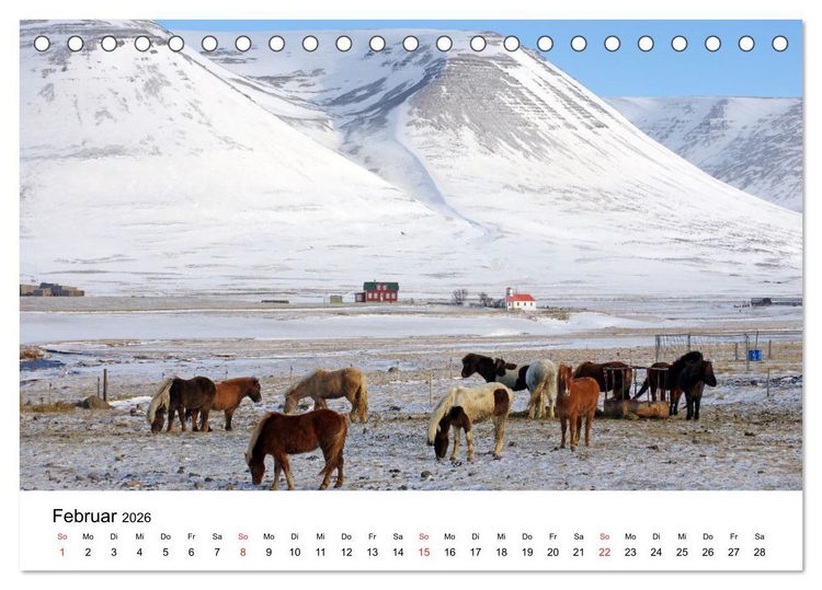 Produktbild: Die Pferde Islands - Ein Streifzug durch Island (Tischkalender 2026 DIN A5 quer), CALVENDO Monatskalender