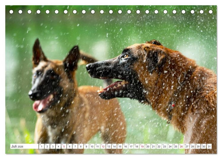 Produktbild: Malinois - belgischer Sch&auml;ferhund (Tischkalender 2026 DIN A5 quer), CALVENDO Monatskalender