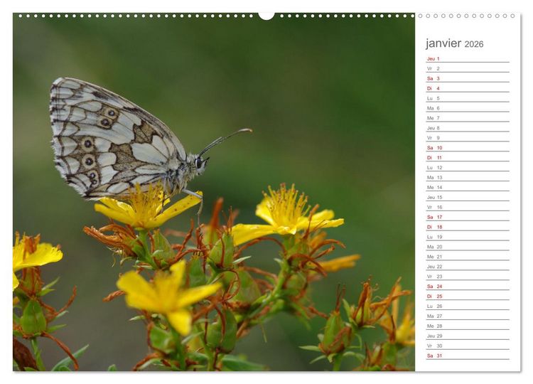 Produktbild: Dans le jardin des papillons (Calendrier mural 2026 DIN A2 vertical), CALVENDO calendrier mensuel