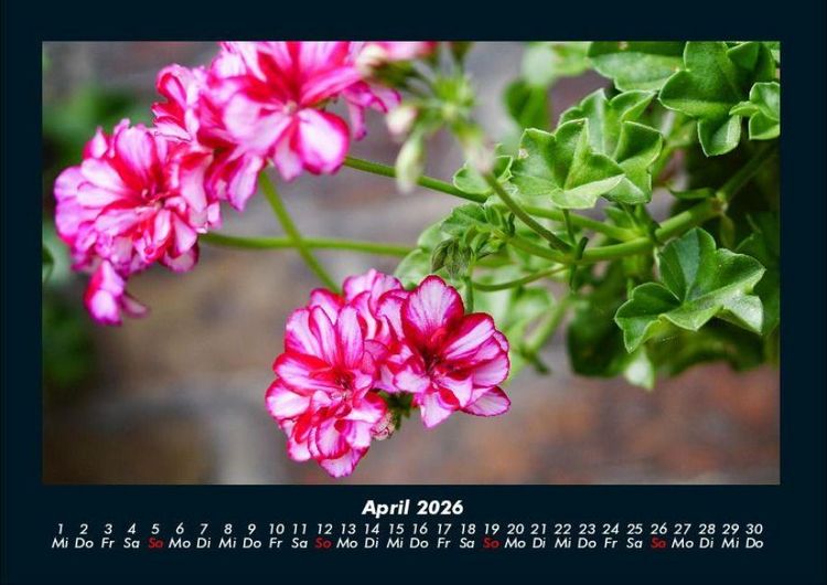 Produktbild: Blumentr&auml;ume 2026 Fotokalender DIN A4