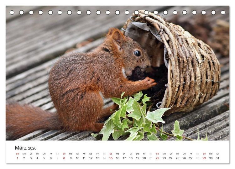 Produktbild: Eichh&ouml;rnchen Kinder (Tischkalender 2026 DIN A5 quer), CALVENDO Monatskalender