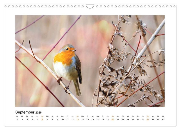 Produktbild: Zauberhafte Rotkehlchen (Wandkalender 2026 DIN A3 quer), CALVENDO Monatskalender