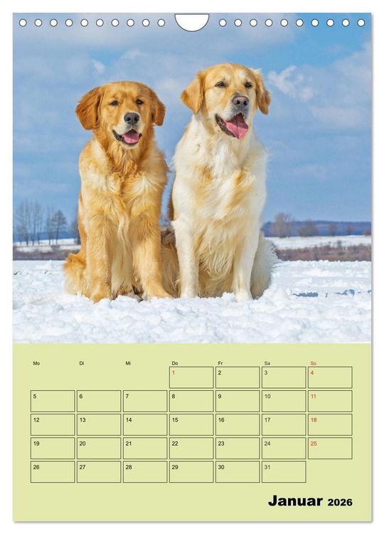 Produktbild: Jahresplaner Golden Retriever (Wandkalender 2026 DIN A4 hoch), CALVENDO Monatskalender
