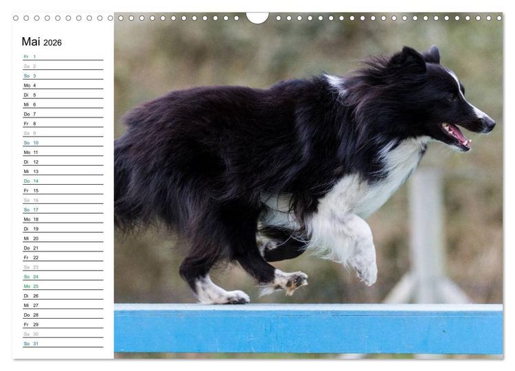Produktbild: Agility - Sport und Spass (Wandkalender 2026 DIN A3 quer), CALVENDO Monatskalender
