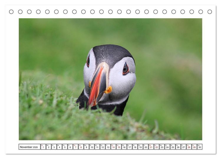Produktbild: Papageientaucher 2026 - Magische V&ouml;gel des Nordmeers (Tischkalender 2026 DIN A5 quer), CALVENDO Monatskalender