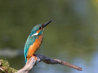 Produktbild: CALVENDO Puzzle Eisvogel auf der Sitzwarte | 1000 Teile Lege-Gr&ouml;&szlig;e 64x48cm Foto-Puzzle f&uuml;r gl&uuml;ckliche Stunden