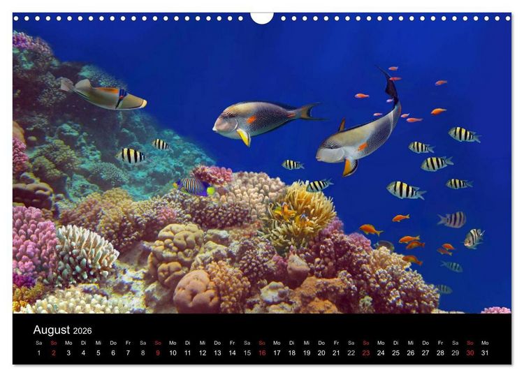 Produktbild: Riffleben - Einfach mal abtauchen (Wandkalender 2026 DIN A3 quer), CALVENDO Monatskalender