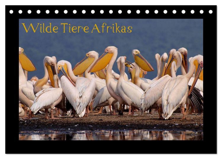 Produktbild: Wilde Tiere Afrikas (Tischkalender 2026 DIN A5 quer), CALVENDO Monatskalender