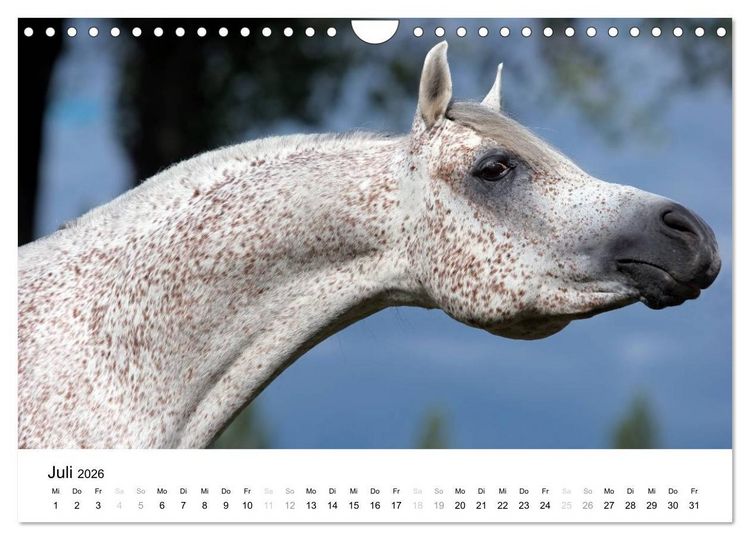 Produktbild: Pferde - Magdalena Strakova (Wandkalender 2026 DIN A4 quer), CALVENDO Monatskalender