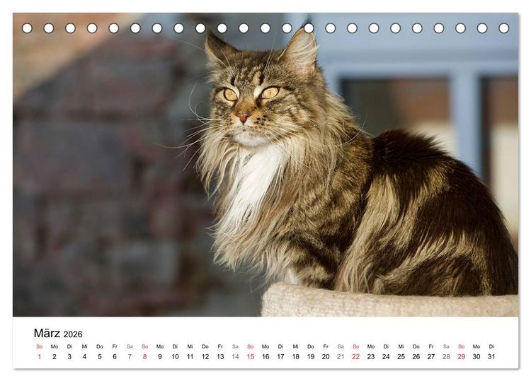 Produktbild: Rassekatzen 2026 (Tischkalender 2026 DIN A5 quer), CALVENDO Monatskalender