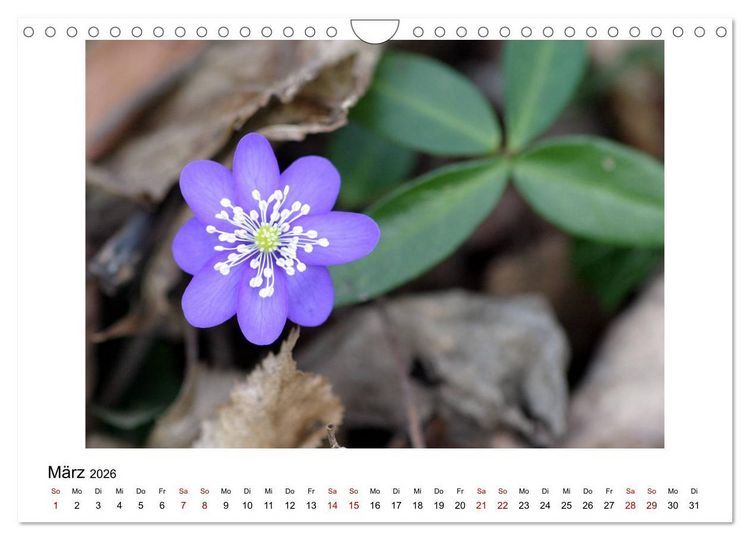 Produktbild: Nymphenburger Park (Wandkalender 2026 DIN A4 quer), CALVENDO Monatskalender