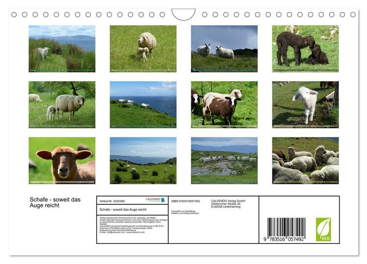 Produktbild: Schafe - soweit das Auge reicht (Wandkalender 2026 DIN A4 quer), CALVENDO Monatskalender