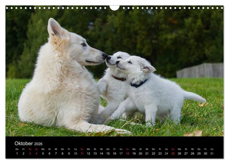 Produktbild: Wei&szlig;er Schweizer Sch&auml;ferhund - Ein Tag im Leben einer Hundefamilie (Wandkalender 2026 DIN A3 quer), CALVENDO Monatskalender