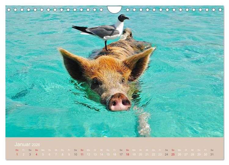 Produktbild: Schwimmende Schweine auf den Bahamas! (Wandkalender 2026 DIN A4 quer), CALVENDO Monatskalender
