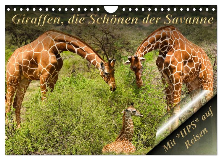 Produktbild: Giraffen, die Sch&ouml;nen der Savanne (Wandkalender 2026 DIN A4 quer), CALVENDO Monatskalender