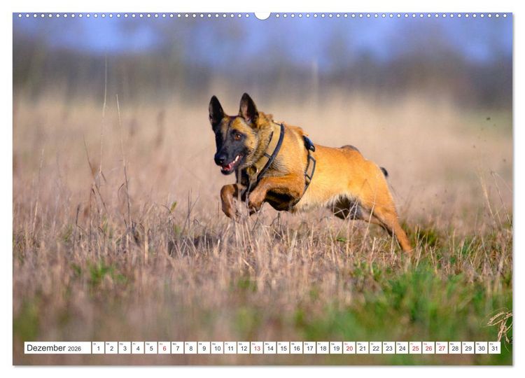 Produktbild: Malinois - belgischer Sch&auml;ferhund (Wandkalender 2026 DIN A2 quer), CALVENDO Monatskalender