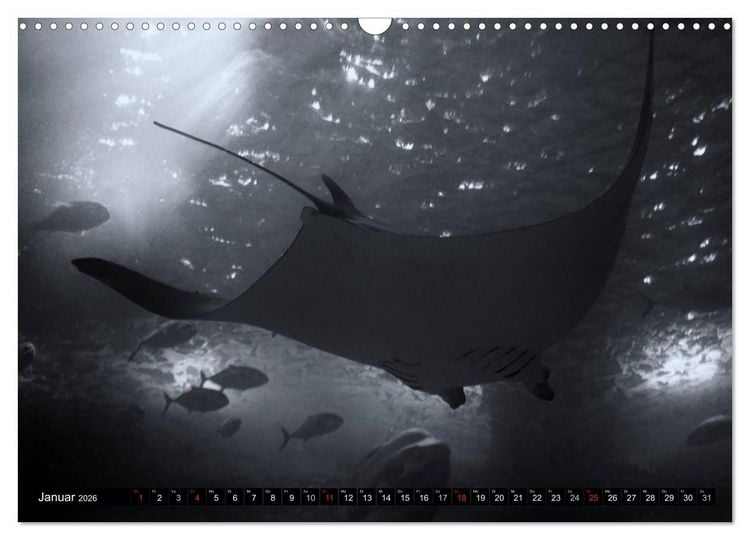 Produktbild: Meerestiere Bilder in Schwarz Weiss (Wandkalender 2026 DIN A3 quer), CALVENDO Monatskalender