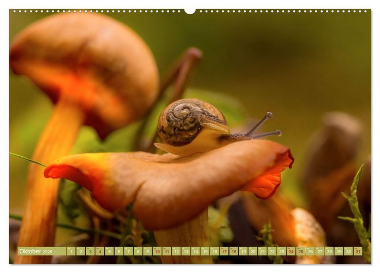 Produktbild: Wundersame Pilzwelten (Wandkalender 2026 DIN A2 quer), CALVENDO Monatskalender