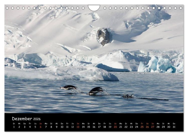 Produktbild: Pinguine aus aller Welt (Wandkalender 2026 DIN A4 quer), CALVENDO Monatskalender