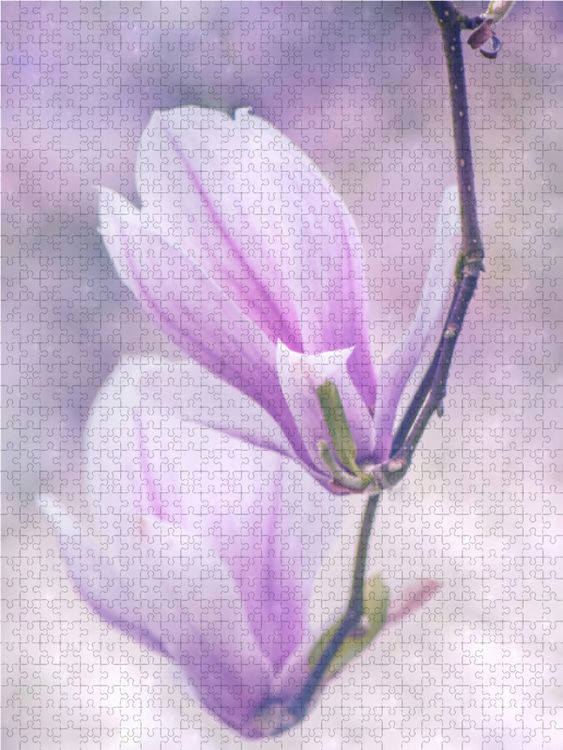 Produktbild: CALVENDO Puzzle Magnolien 1000 Teile Lege-Gr&ouml;&szlig;e 48 x 64 cm Foto-Puzzle Bild von Kathleen Tjarks